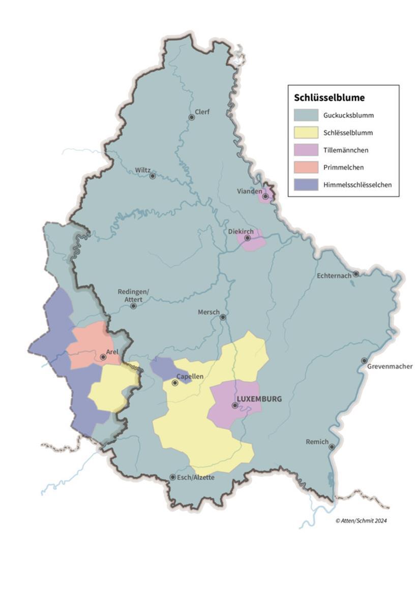 Regionale Unterschiede: Wie nennst du diese Blume? 