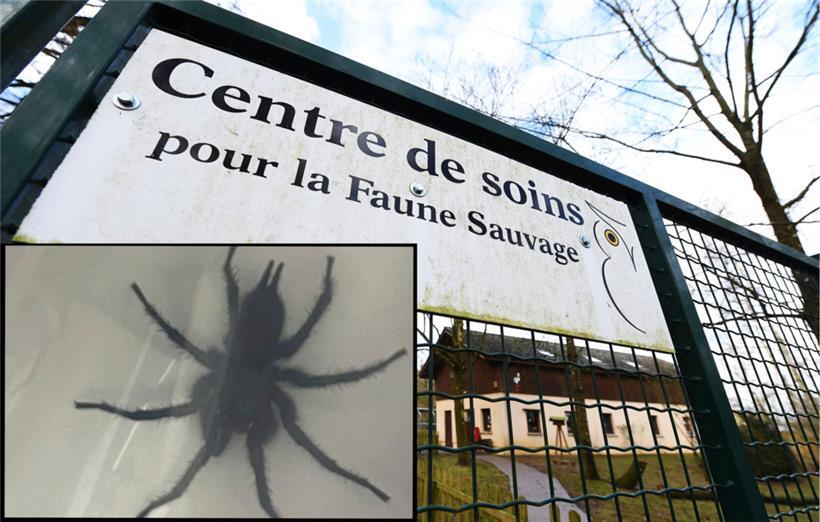 Trichternetz-Spinne klebte an Hausfassade in Reckingen/Mess 