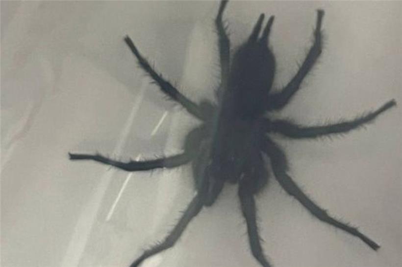 Düdelinger Wildtierstation sucht Besitzer von Trichternetzspinne 
