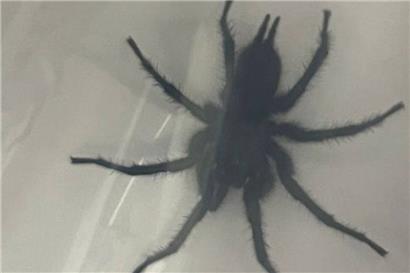 Düdelinger Wildtierstation sucht Besitzer von Trichternetzspinne
