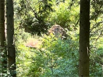 Ein Stück Dorfgeschichte verschwindet jetzt ganz im Wildwuchs!