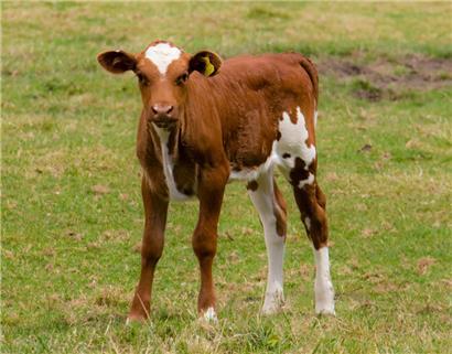 Polizei rettet Kalb von Autobahn – und nimmt Tier auf Rücksitz mit