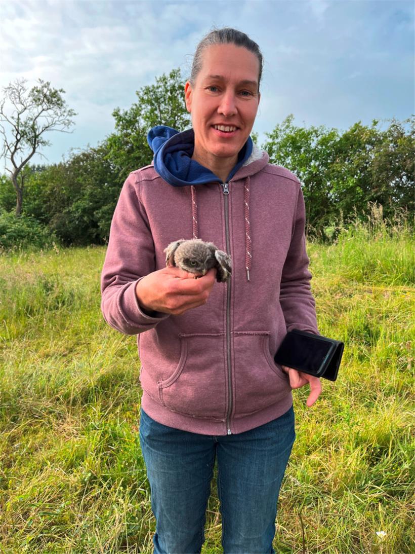 Zwei junge Steinkäuze beringt 