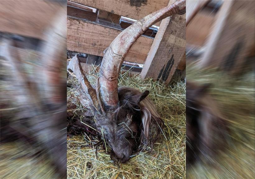 Unbekannte schlachten Ziegenbock Charel 