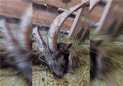 Unbekannte schlachten Ziegenbock Charel