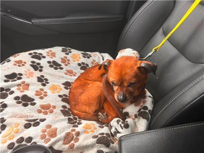 Tierwohl/Tierschutz in Luxemburg