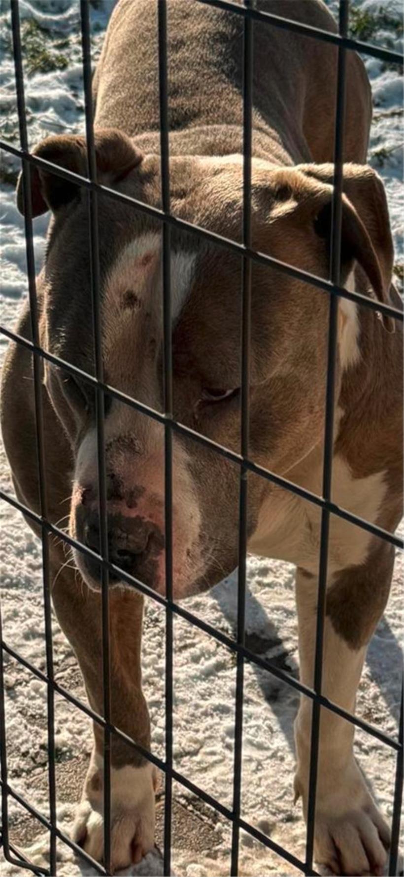 Tierwohl/Tierschutz in Luxemburg 