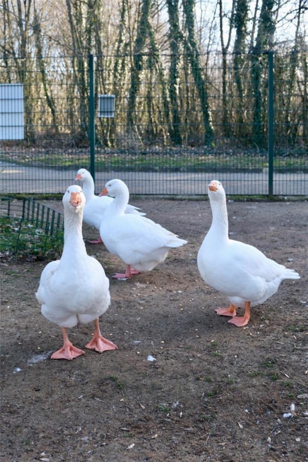 „Haaptsaach eng Gäns“ – Ein Blick auf ein oft verkanntes Tier 