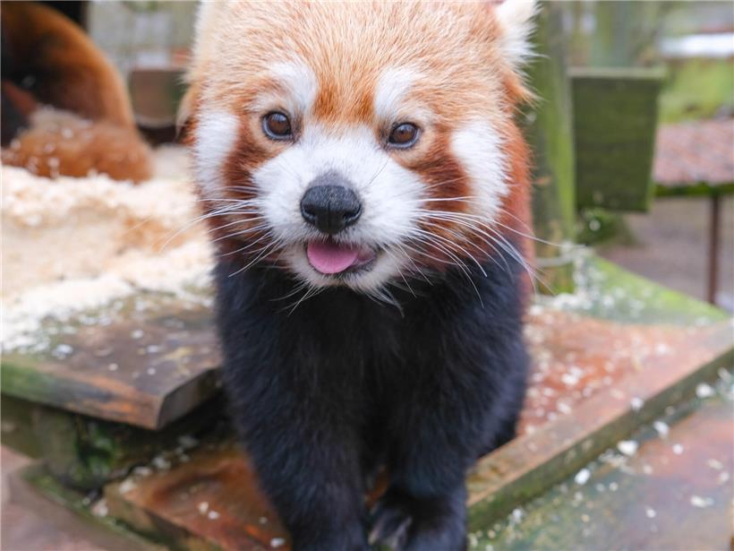 Zwischen Bambus, Baumkronen und Bedrohung: Der Alltag der Roten Pandas 