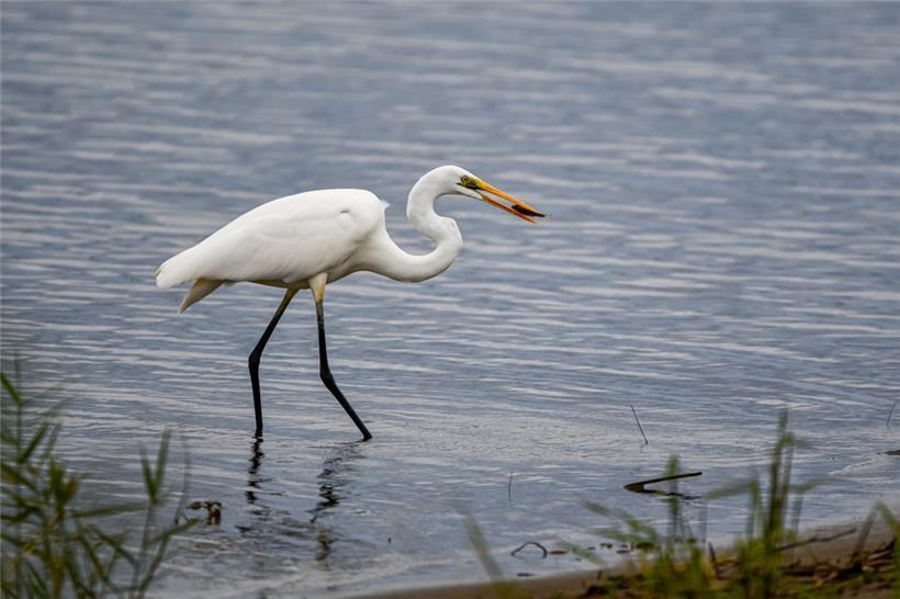 Landwirtschaftsministerium meldet bestätigten Vogelgrippefall bei Silberreiher 
