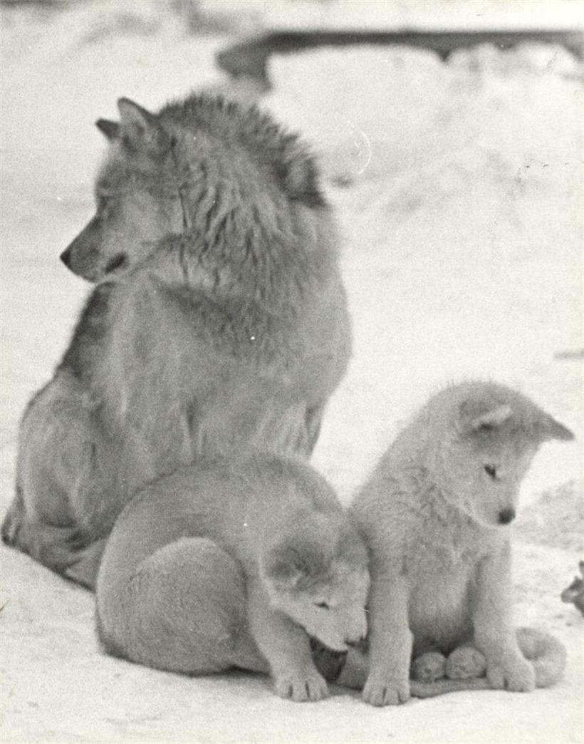Bilder historischer Antarktis-Expeditionen gewähren Einblick in das Leben vor 100 Jahren 