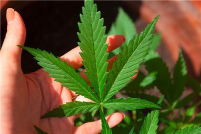Deutschland macht ernst beim Cannabis –  Luxemburgs striktere Regelung ist noch auf dem Weg