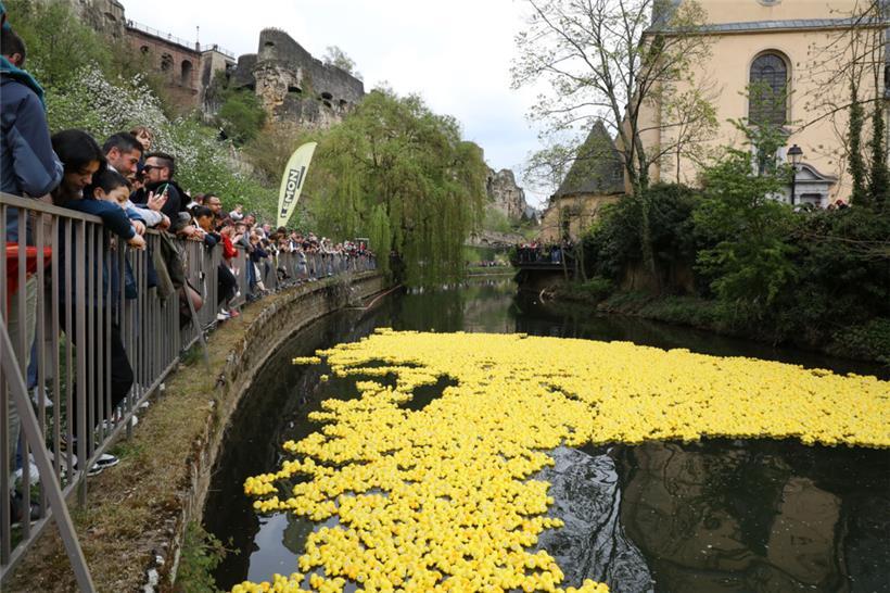Am Samstag schwimmen Entchen in Luxemburg wieder um die Wette 
