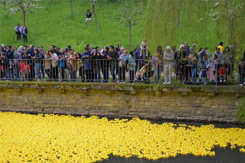 Gelbe Enten für den guten Zweck: Rund 16.000 Plastik-Tiere gehen beim „Duck Race“ an den Start 