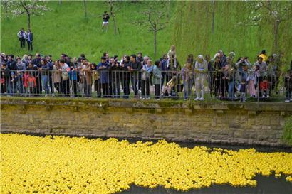 Gelbe Enten für den guten Zweck: Rund 16.000 Plastik-Tiere gehen beim „Duck Race“ an den Start