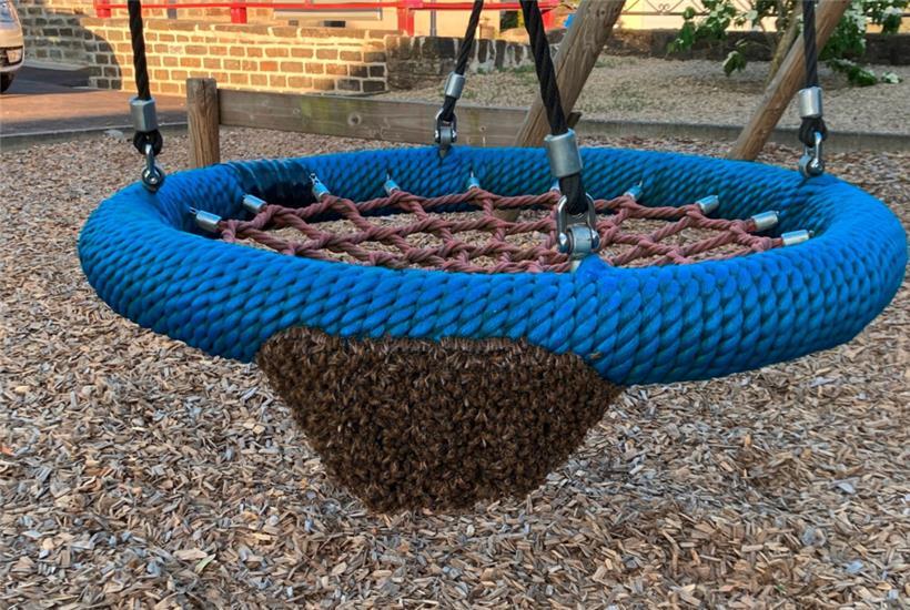 Bienenschwarm nahe der Wahlbüros: In Wilwerdingen hat es beinahe „Stichwahlen“ gegeben 