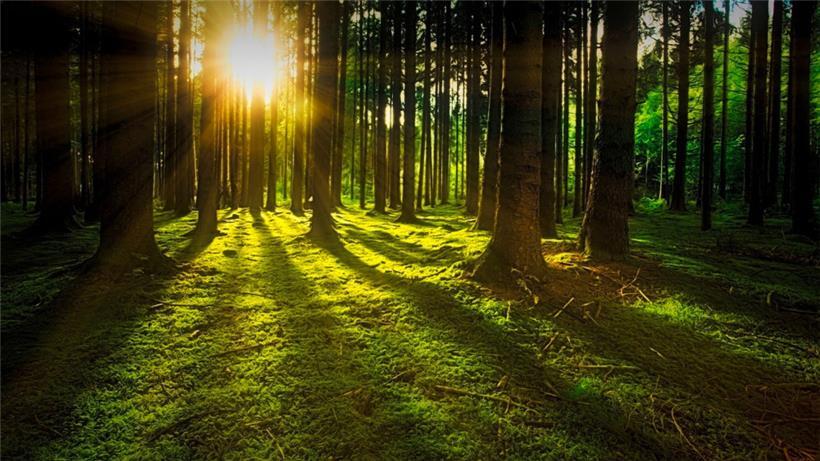 Zurück zur Natur: Immer mehr Menschen wollen im Wald die letzte Ruhe finden 