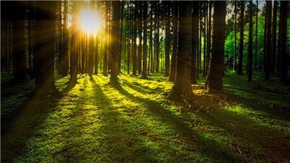 Zurück zur Natur: Immer mehr Menschen wollen im Wald die letzte Ruhe finden