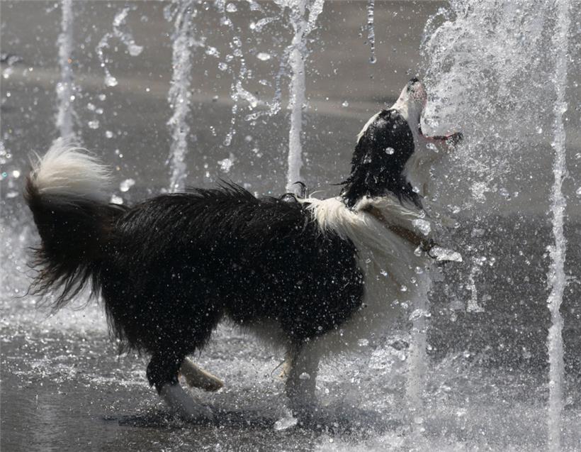 Vorsicht, es wird tierisch heiß: Ministerium gibt Tipps, wie man seine Tiere am besten schützt 