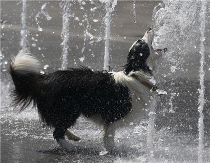Vorsicht, es wird tierisch heiß: Ministerium gibt Tipps, wie man seine Tiere am besten schützt