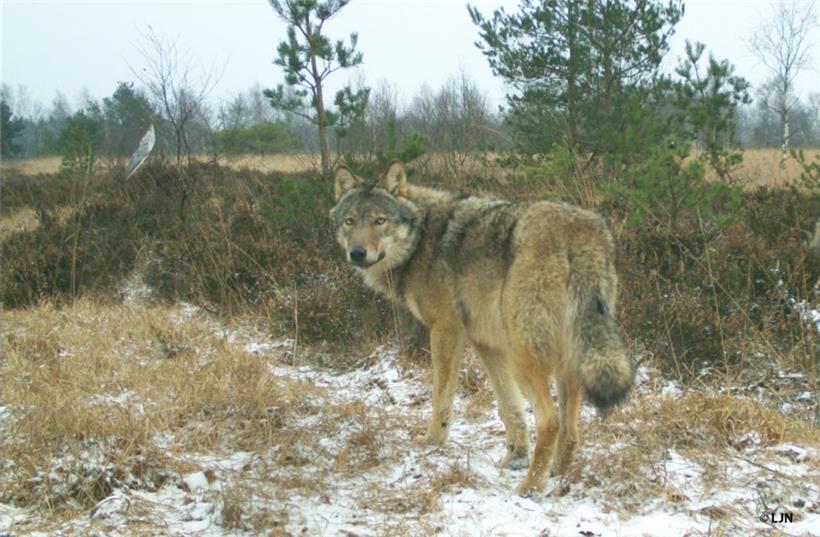 Böser Wolf, guter Wolf 