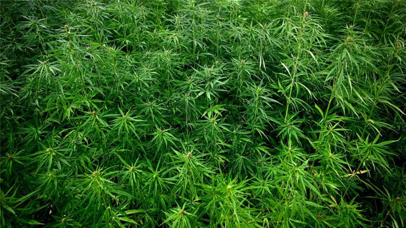 Eine Regierung, die die Jugend zu mehr Cannabiskonsum motiviert, verdient, vom Wähler abgestraft zu werden 