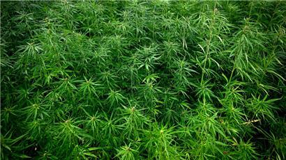 Eine Regierung, die die Jugend zu mehr Cannabiskonsum motiviert, verdient, vom Wähler abgestraft zu werden