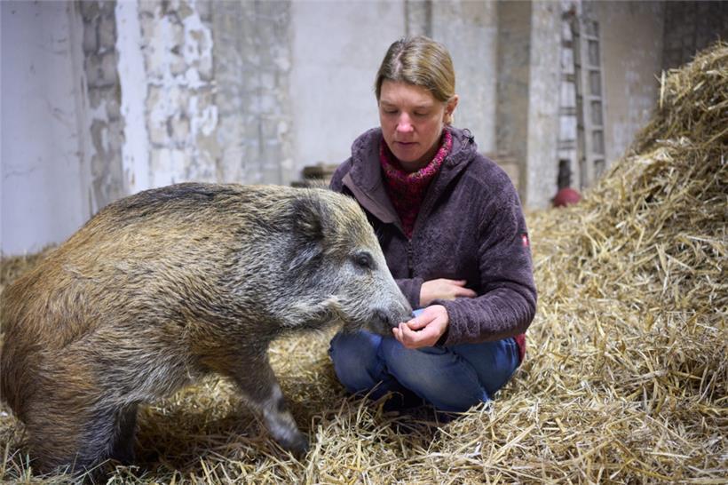 Ein Wildschwein macht „Sitz“: Jagdpächterin kümmert sich um „Knurzi“ 