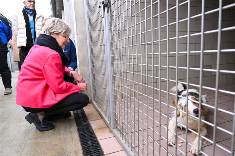 Auf den Hund gekommen: Martine Hansen besucht Gaspericher Tierasyl 
