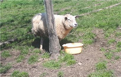 Hunde greifen während Treibjagd Schafe an: Sechs der Tiere verletzt, eines wird eingeschläfert