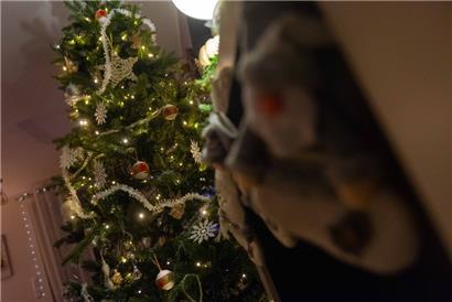 Luxemburg-Stadt holt Tannen ab