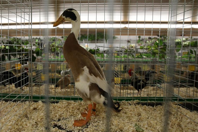 Landwirtschaftsministerium meldet Ausbruch der Vogelgrippe bei Hausgänsen 