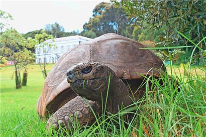 Jonathan, der Überlebenskünstler: Älteste Schildkröte der Welt wird 190