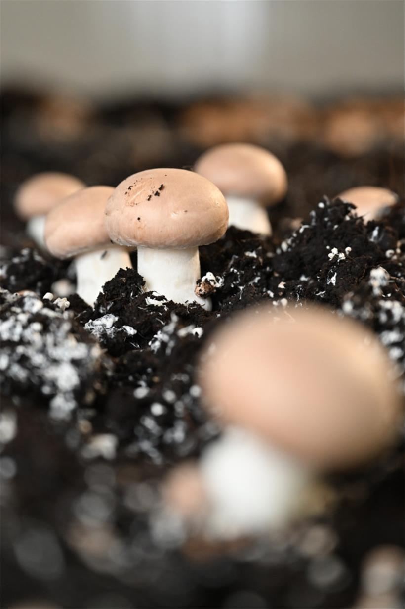 Jeff und die „Champs vu Glabech“: Wie sich ein junger Landwirt ein zweites Standbein aufbaut 