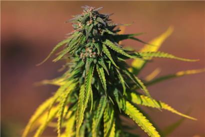 Bundeskabinett beschließt Eckpunkte für Cannabis-Legalisierung