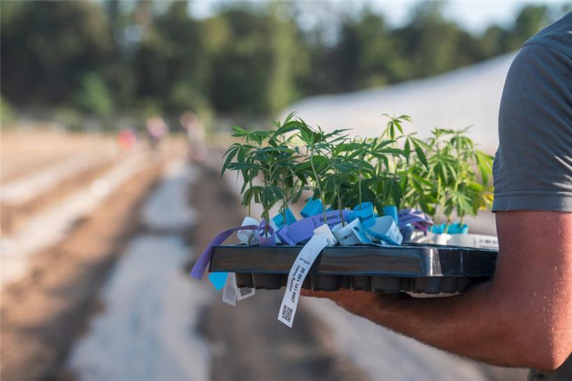 Mit „null Toleranz“ und doppelten Standards bleibt die Legalisierung für viele Cannabis-Freunde sinnfrei  