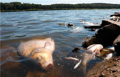 Fischsterben in der Oder: „Ich rechne mit mehreren Tonnen Fisch, die wir rausholen“