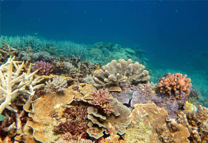 Australien meldet überraschendes Korallen-Comeback am Great Barrier Reef 