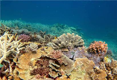 Australien meldet überraschendes Korallen-Comeback am Great Barrier Reef