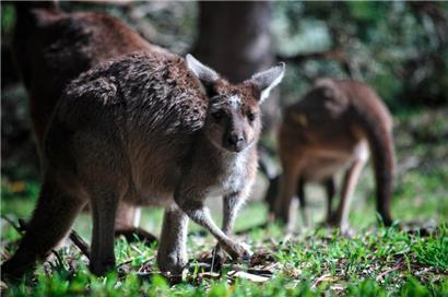 Was macht ein Känguru in Indien?