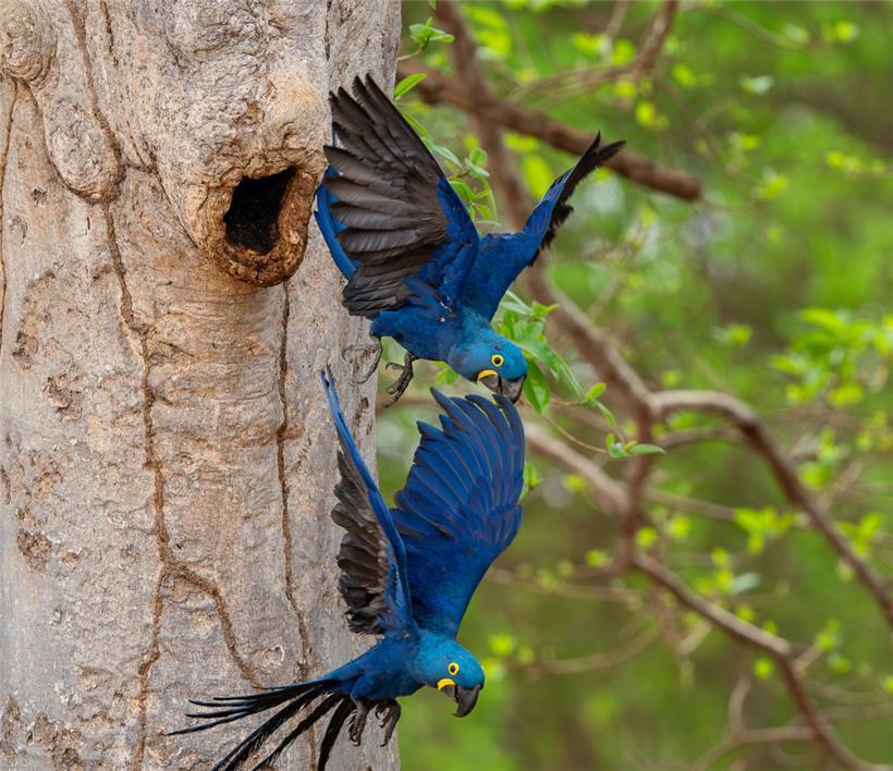 Wie der Hyazinth-Ara im Pantanal ums Überleben kämpft 