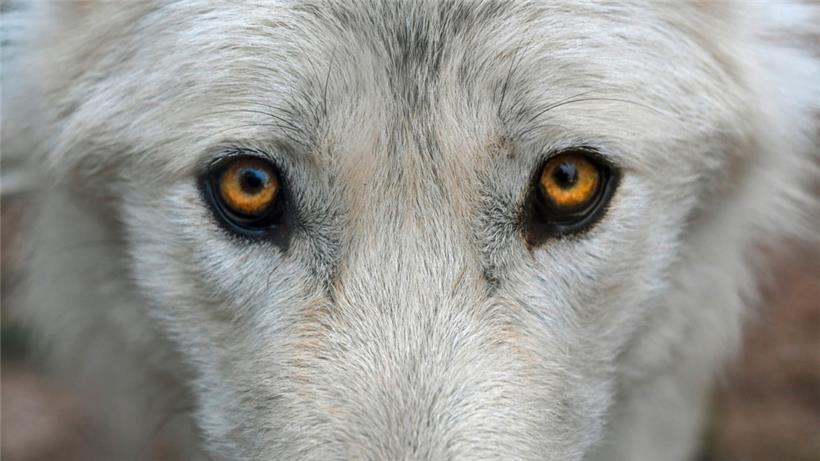 Umweltministerin stellt klar: Einem Wolf nachzustellen, kann in Luxemburg sehr teuer werden 