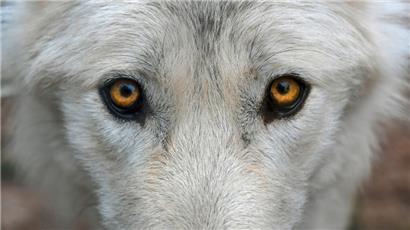 Umweltministerin stellt klar: Einem Wolf nachzustellen, kann in Luxemburg sehr teuer werden