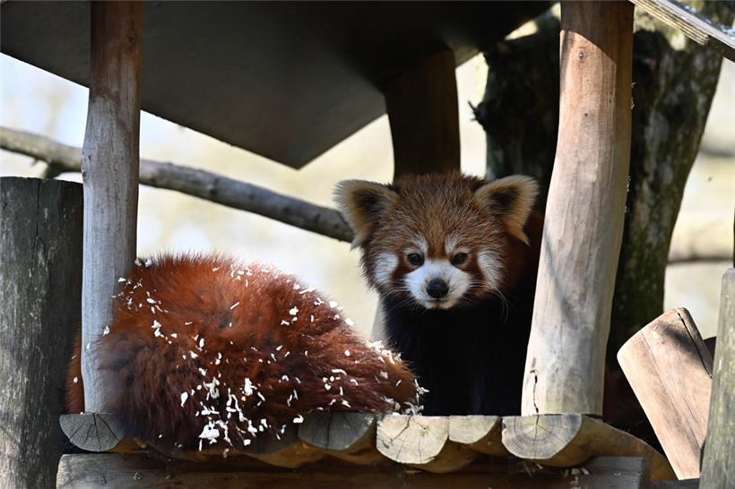 Der Märchenpark Bettemburg erwacht aus seinem Winterschlaf 