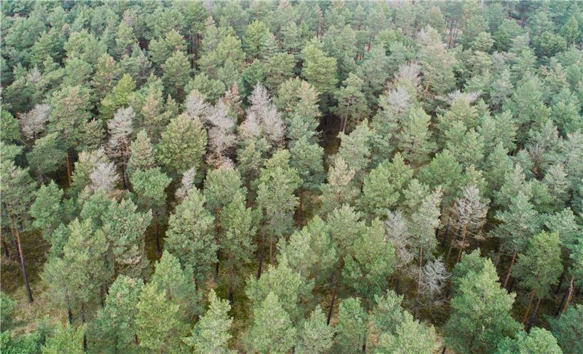 Überzogenes Gejammer um die Biodiversität 