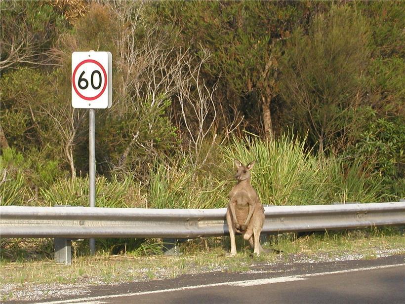 Im Känguru-Krieg fordern US-Tierschützer einen  Importstopp – mit unerwarteten Folgen 