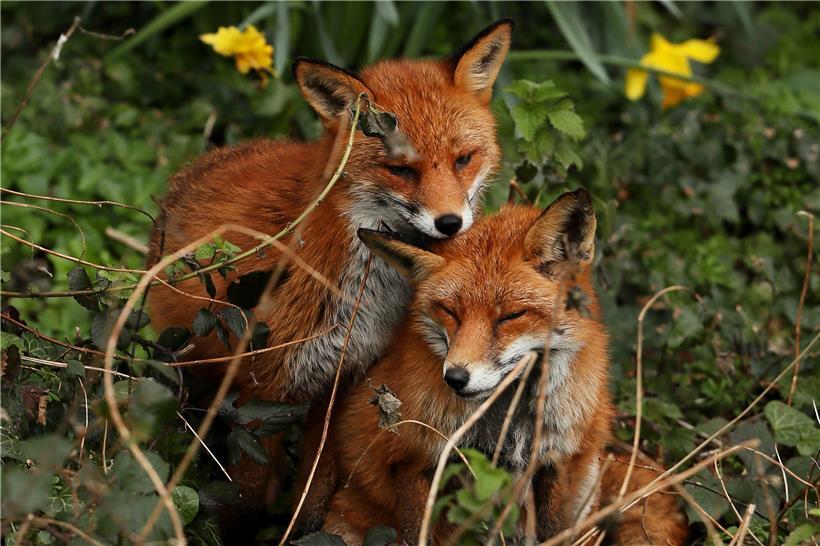 Veterinäramt entdeckt Staupe bei Fuchskadavern und warnt Hundebesitzer 