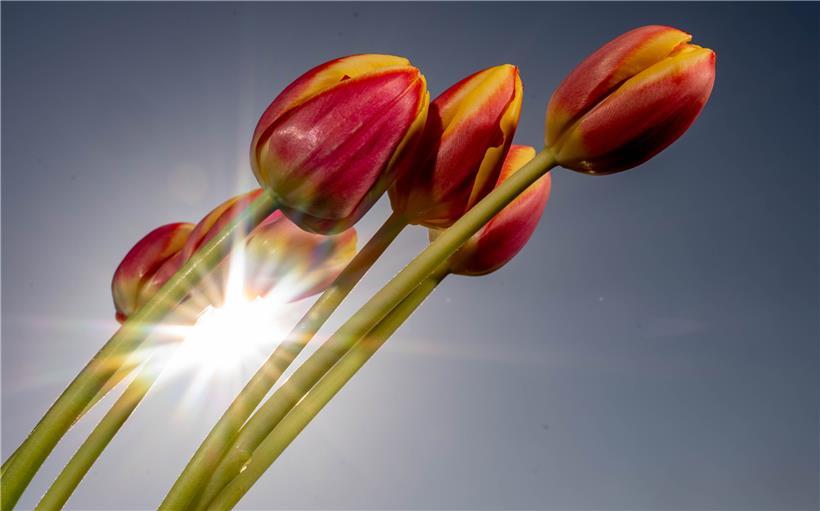 AgriMeteo meldet Rekordtemperatur für März – 25,4 Grad in Küntzig 