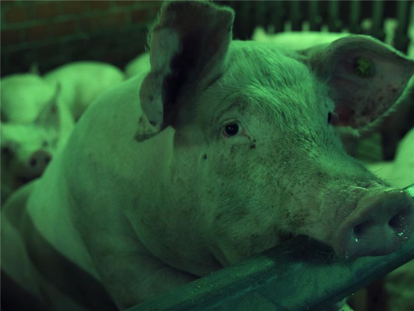 „Regeln am Band, bei hoher Geschwindigkeit“: Ein Film, der zum Nachdenken anregt 