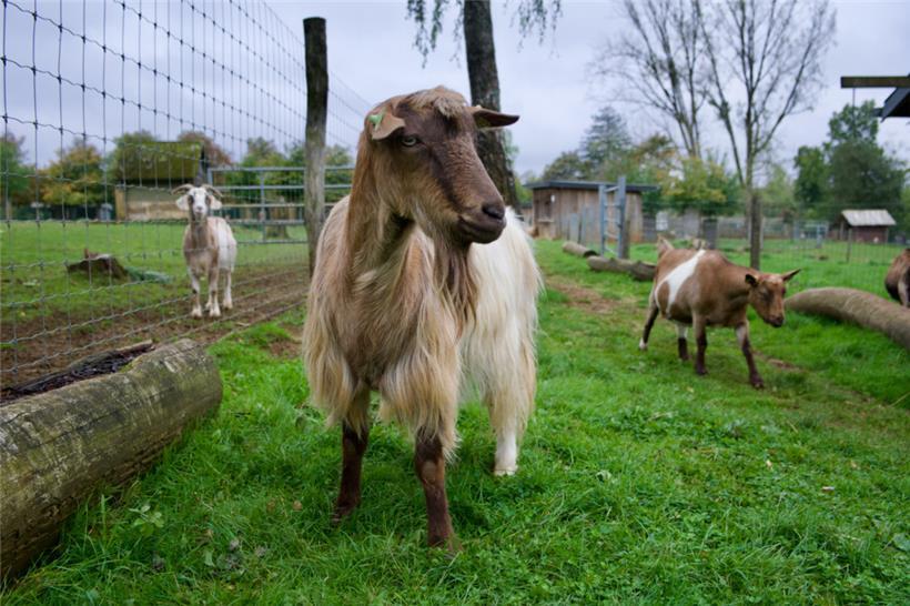 „De Fernand ass mam Policeauto komm“: Die Ziegen sind die Veteranen im Escher Déierepark 